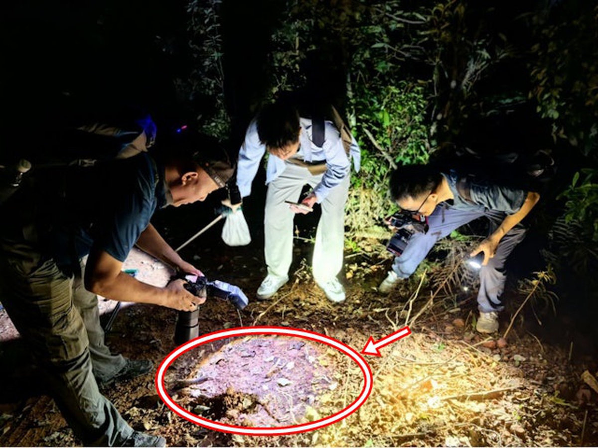 Đang khảo sát trong rừng, chuyên gia sững người khi thấy sinh vật "hai đầu" kỳ lạ: Chưa từng thấy bao giờ
