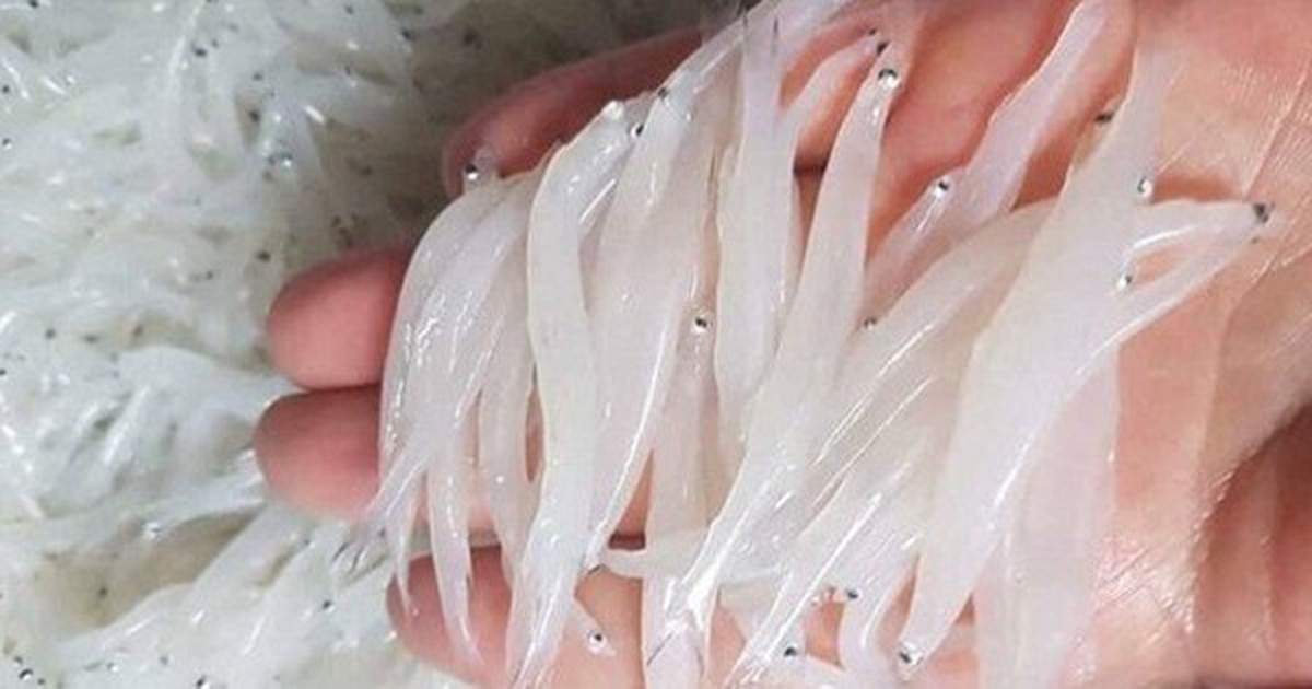 "Ngọc trong nước" độc nhất ở sông Đà, cực bổ dưỡng người già và trẻ nhỏ đều thích
