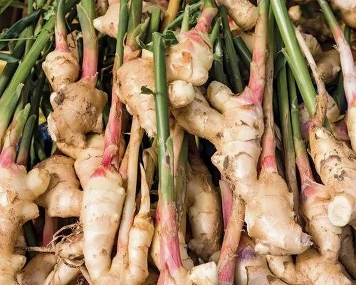 Lời khuyên đến những gia đình đang trồng riềng