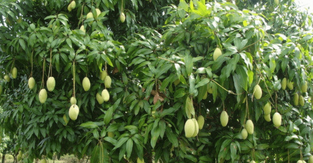 Lời khuyên dành cho những gia đình đang trồng cây xoài