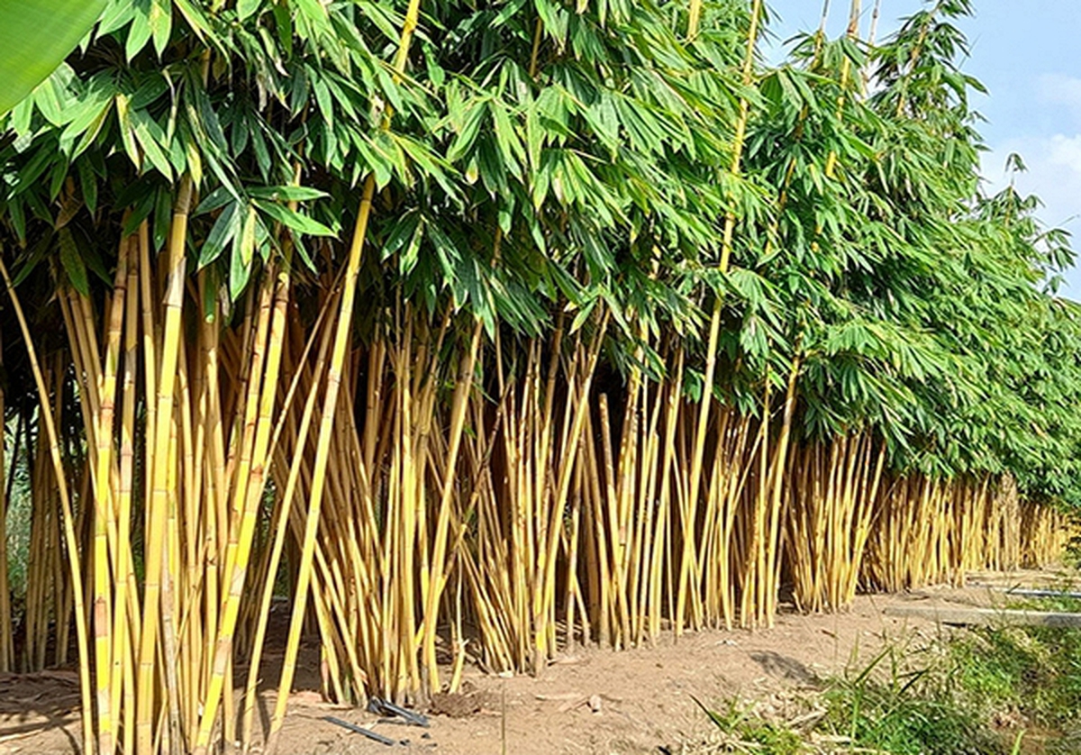 Lời khuyên dành cho những gia đình đang trồng cây tre