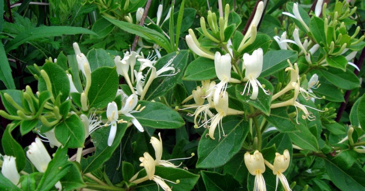 Hiện tượng cây kim ngân nở hoa