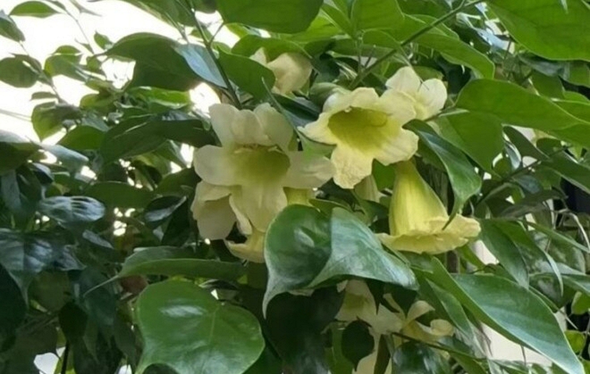4 lời khuyên dành cho các gia đình đang trồng cây hạnh phúc