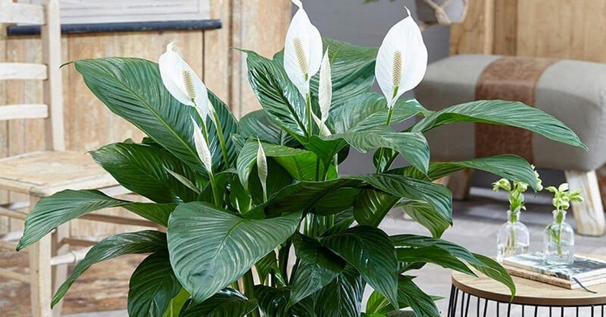 Lời khuyên đến những gia đình đang trồng cây lan ý
