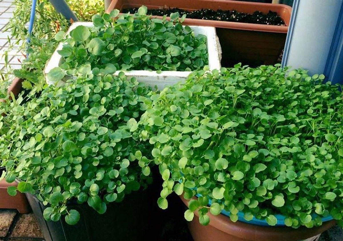 Loại rau tốt cho sức khoẻ nhất hoá ra mọc đầy Việt Nam, các nhà khoa học mất 1 thập kỷ nghiên cứu