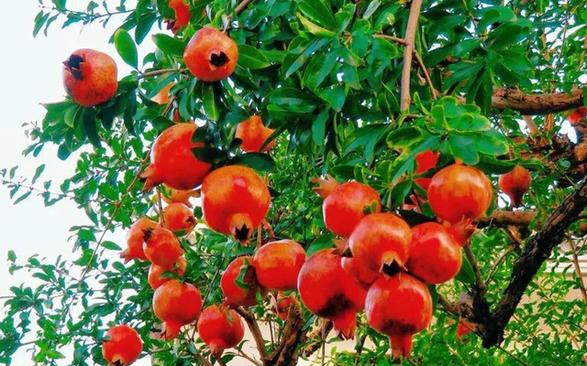 Vì sao người xưa thường trồng cây lựu trong sân nhà?