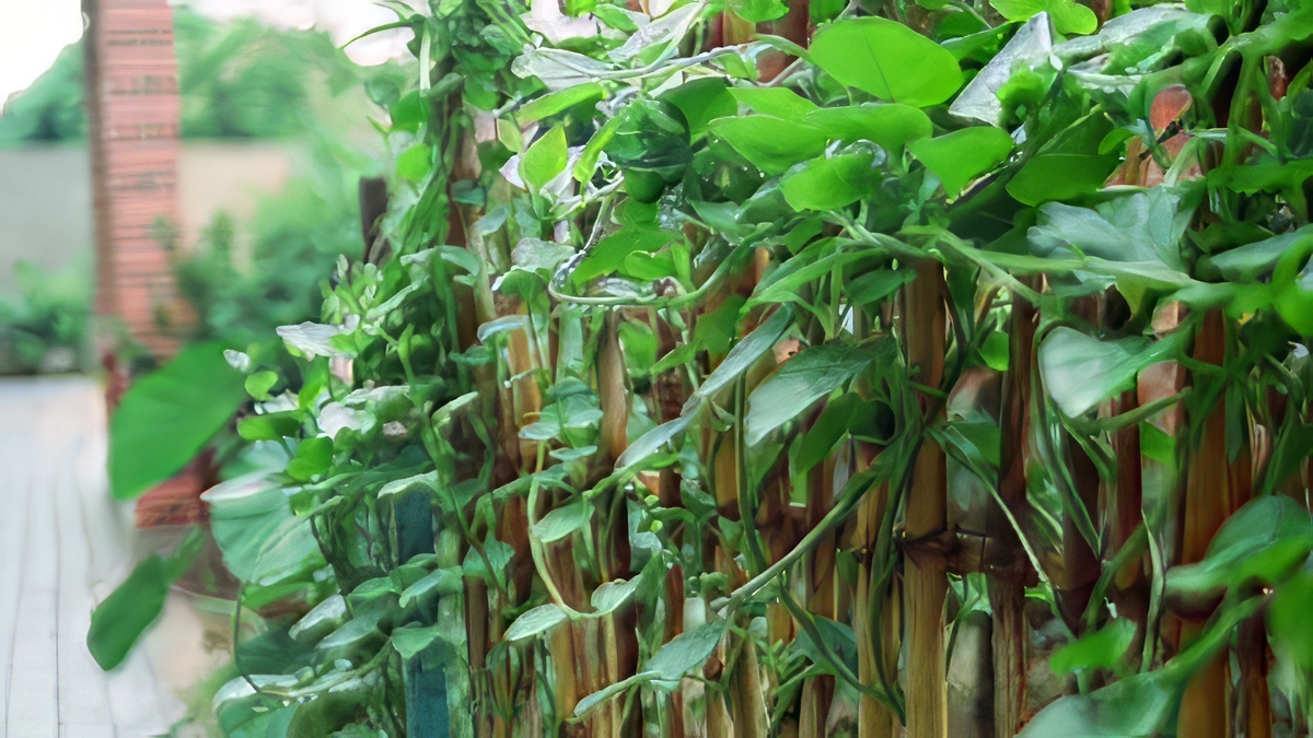 Vì sao người xưa thường trồng mùng tơi quanh nhà?