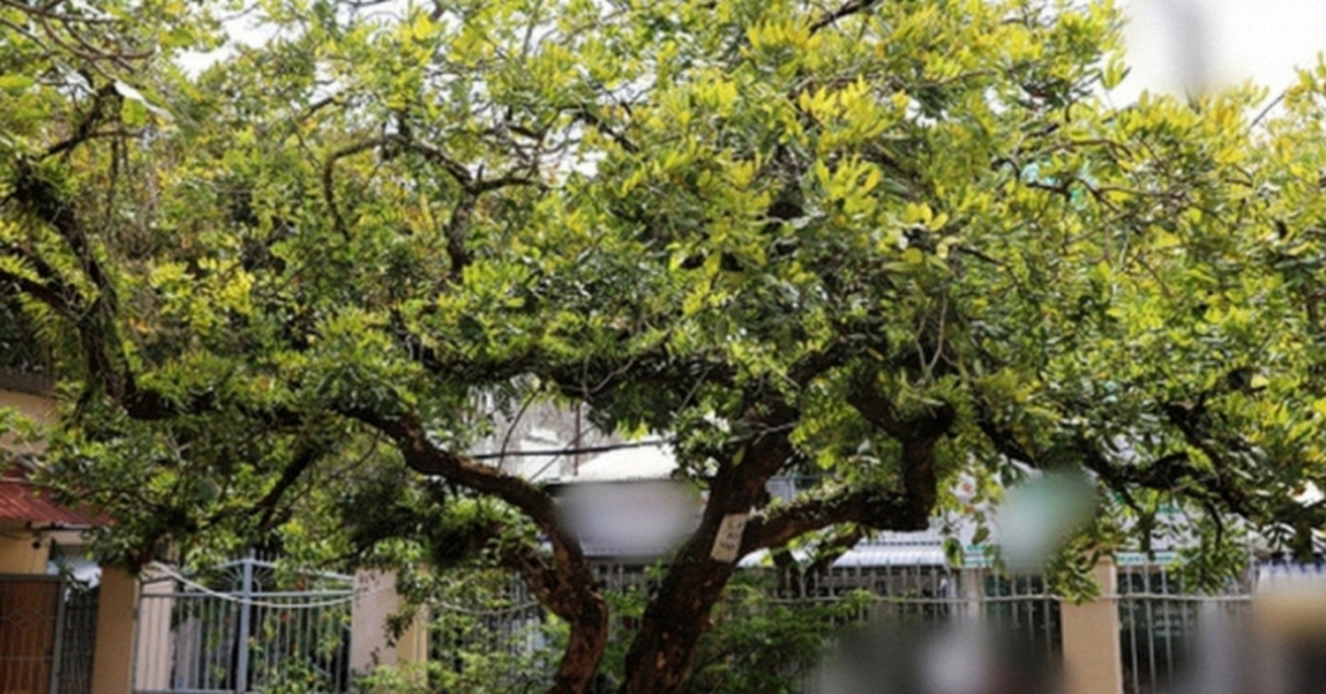 Người xưa dặn: Nhà có 5 cây này, không chỉ đẹp sang, càng trồng càng may mắn, bảo sao người giàu thích mê