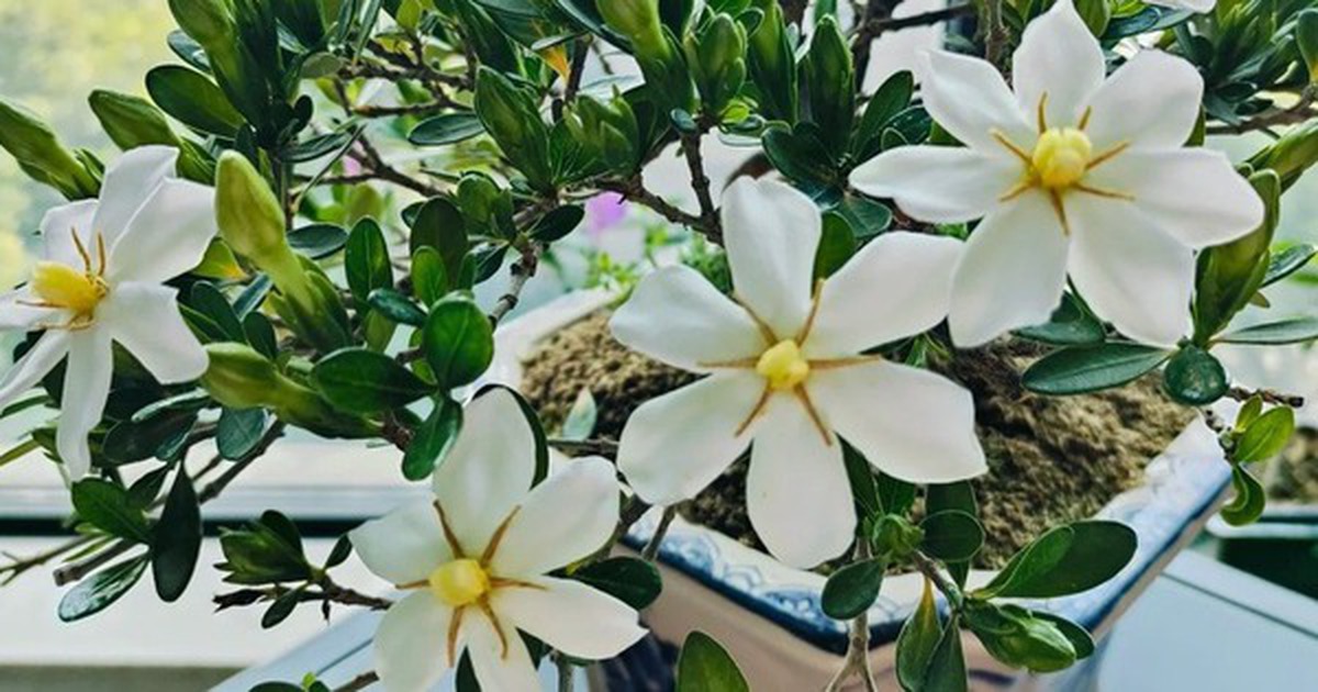 4 loại cây "đại cát", rất nên trồng trong nhà