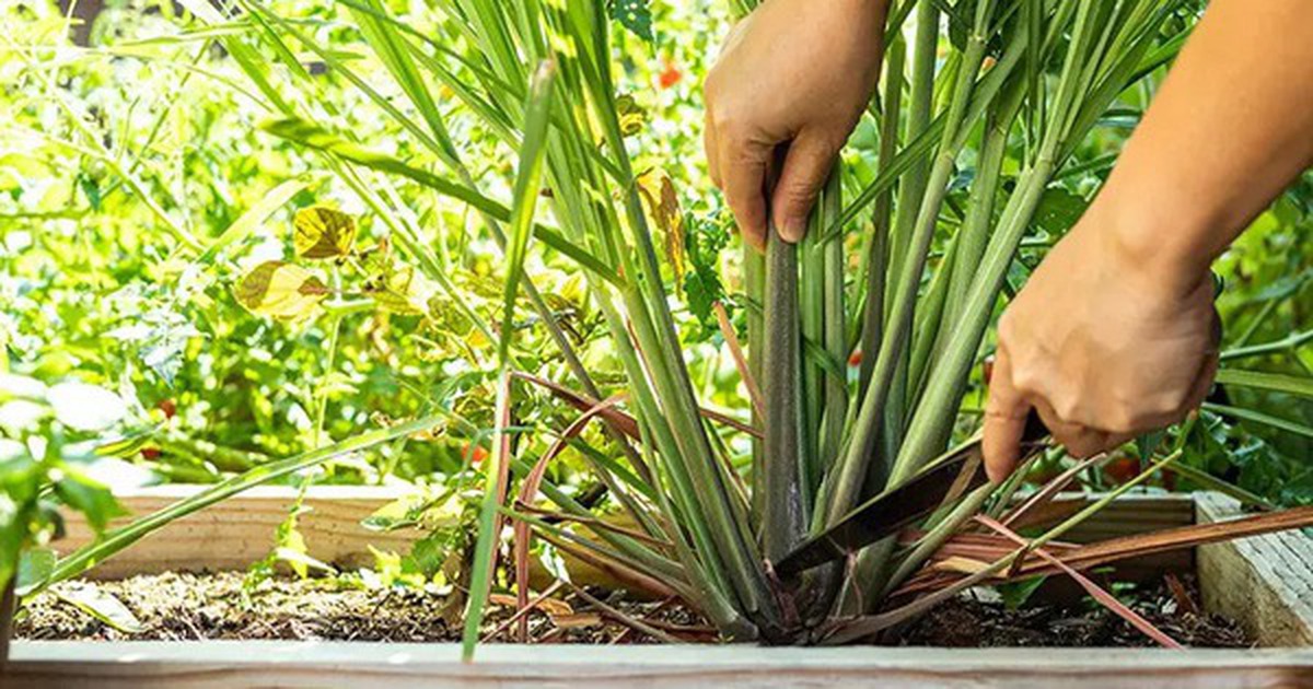 3 loại cây người xưa thường trồng quanh nhà để đuổi muỗi hiệu quả