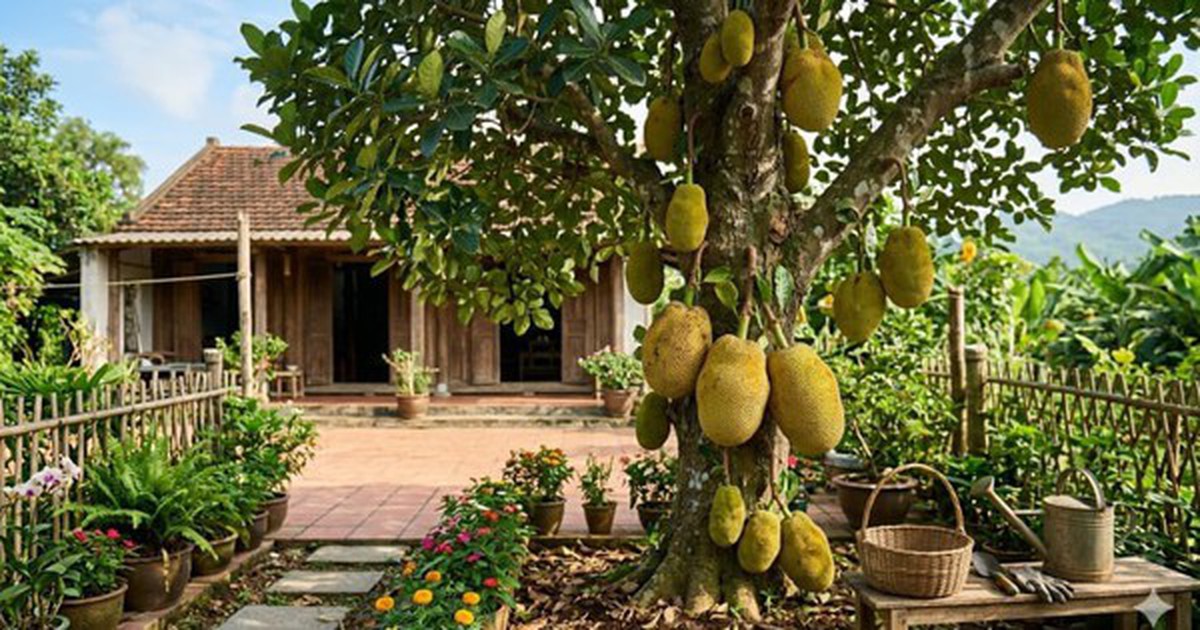 Vì sao người xưa thường trồng cây mít trong vườn nhà?