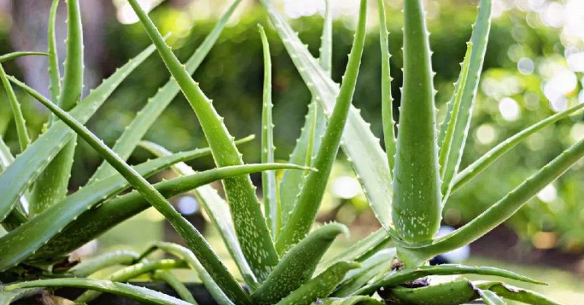 Vì sao nhiều người thích trồng nha đam quanh nhà?