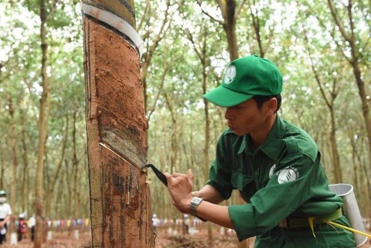 Cổ đông Cao su Phước Hòa (PHR) sắp nhận cổ phiếu thưởng “khủng” tỷ lệ 10:8