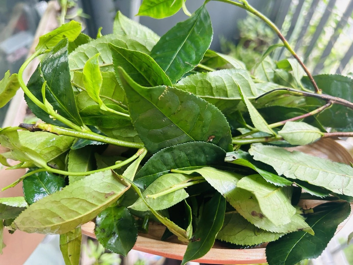 Phát hiện hoạt chất giúp hạ huyết áp và giảm nguy cơ ung thư trong loại lá nhiều người Việt uống mỗi ngày