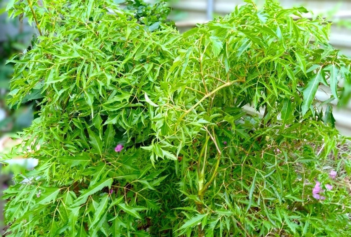 Ít ai ngờ loại cây quen thuộc với người Việt lại có hoạt chất tương tự nhân sâm