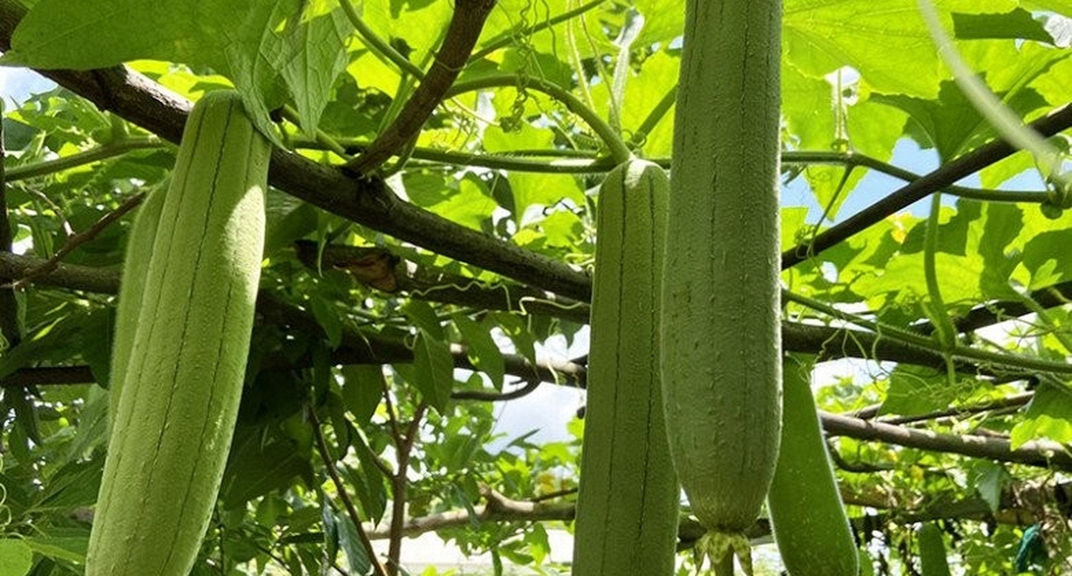 Người có axit uric cao nên ăn gì? Quả mướp được nhắc tên, nhưng còn 3 loại rau khác đáng chú ý hơn