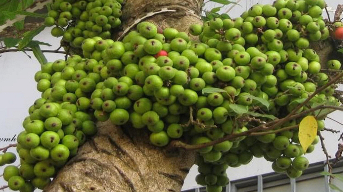 Hiện tượng cây sung nở hoa