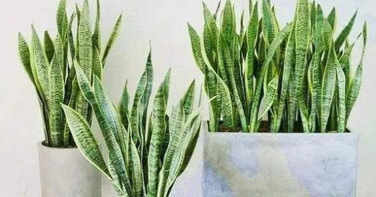 4 lời khuyên dành cho các gia đình đang trồng cây lưỡi hổ