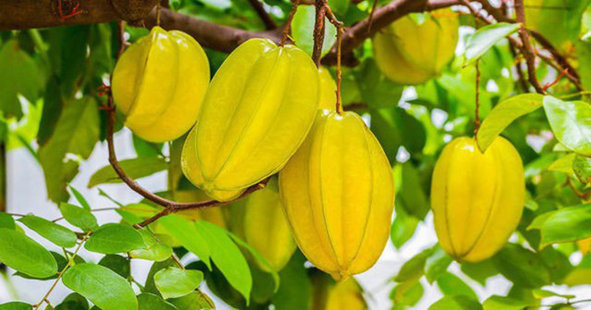 Vì sao ông bà ta hay trồng khế, chanh hoặc bưởi quanh nhà?