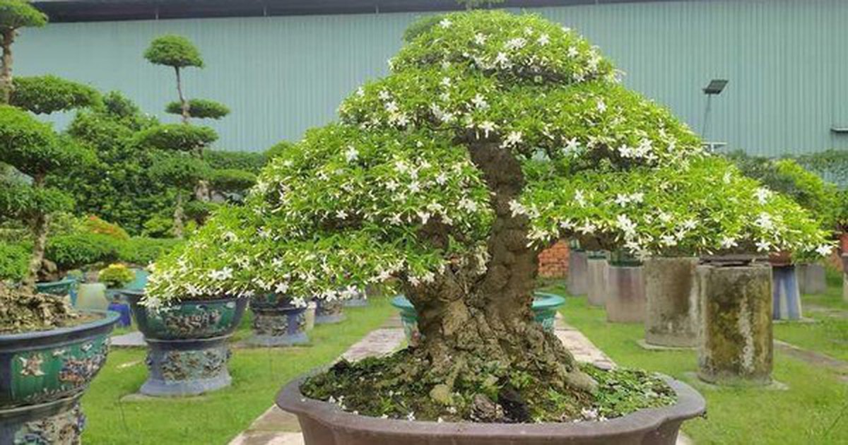 "Trồng đúng cây, ba đời vượng": Đây là 3 loại cây nên có trong nhà