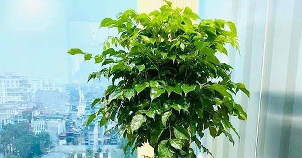 6 loại cây mang lại vận may, nên trồng ở ban công