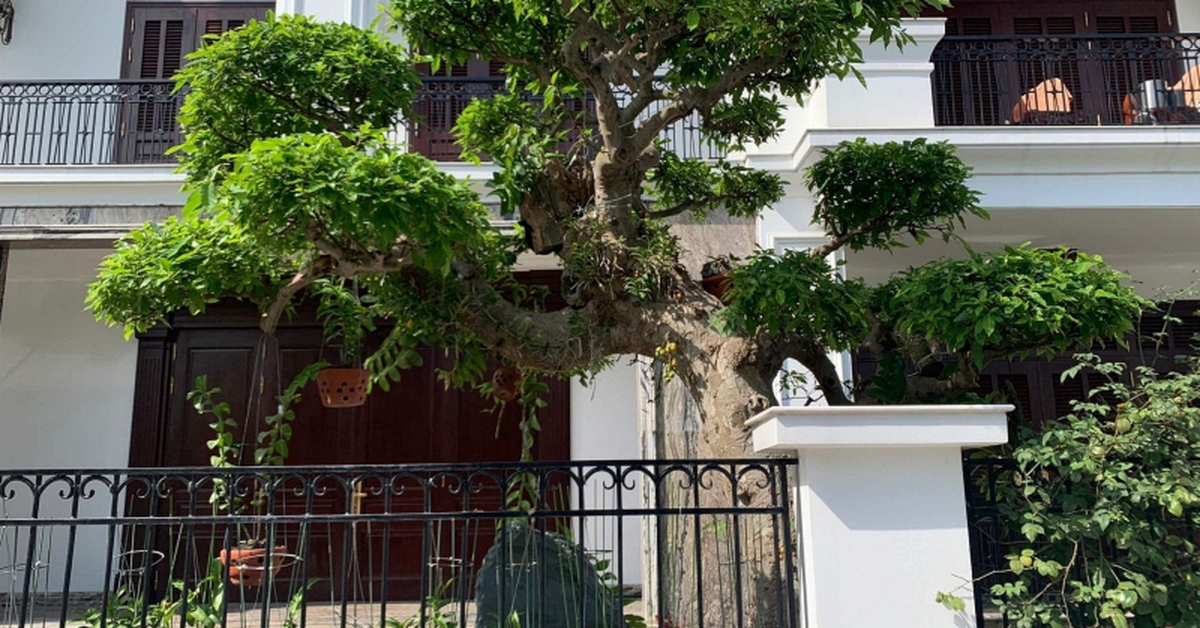 Người xưa dặn: Trước cửa có 3 cây này chẳng khác nào giữ báu vật trong nhà, tài lộc tụ về, con cháu dễ thành đạt