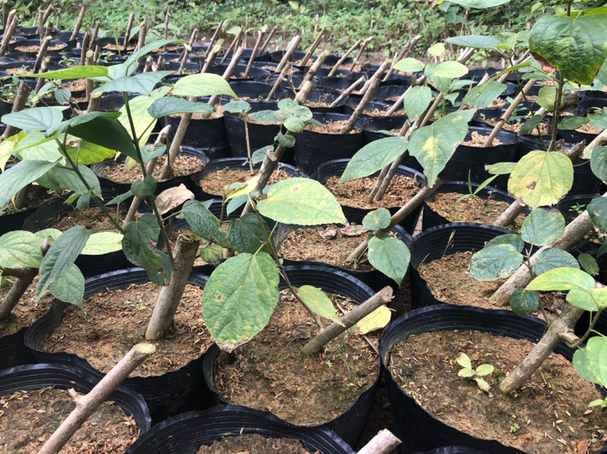 Loại cây mọc dại ở Việt Nam đang bị săn lùng: Các nhà khoa học đã tìm ra tác dụng quý