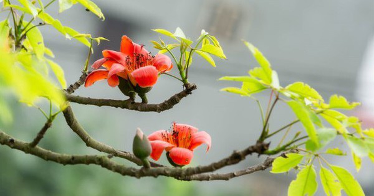 Người xưa có câu "Cây dữ rước họa": 3 loại cây tránh trồng sát nhà