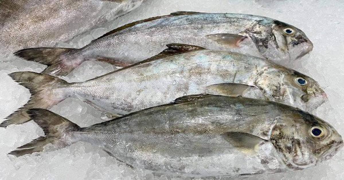 Loài cá nghe tên "ngượng đỏ mặt" - Đặc sản độc đáo bổ dưỡng với giá đắt đỏ vẫn được "săn lùng"