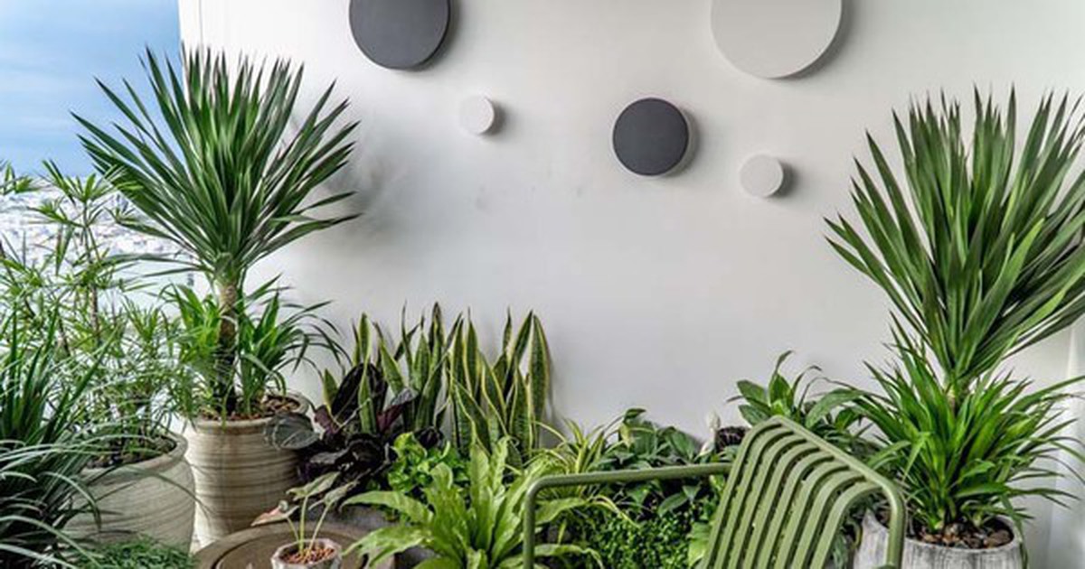 2 hướng trồng cây trong nhà: Trồng đúng sẽ có đủ tài lộc, sức khỏe