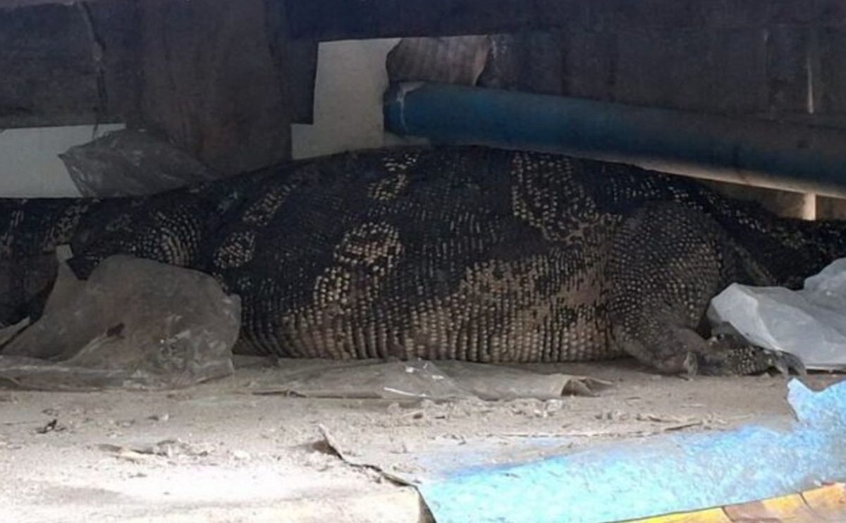 Một mình ở nhà, cụ bà 78 tuổi nghe tiếng động lạ rồi thất kinh thấy "quái vật" dài hàng mét bò vào phòng