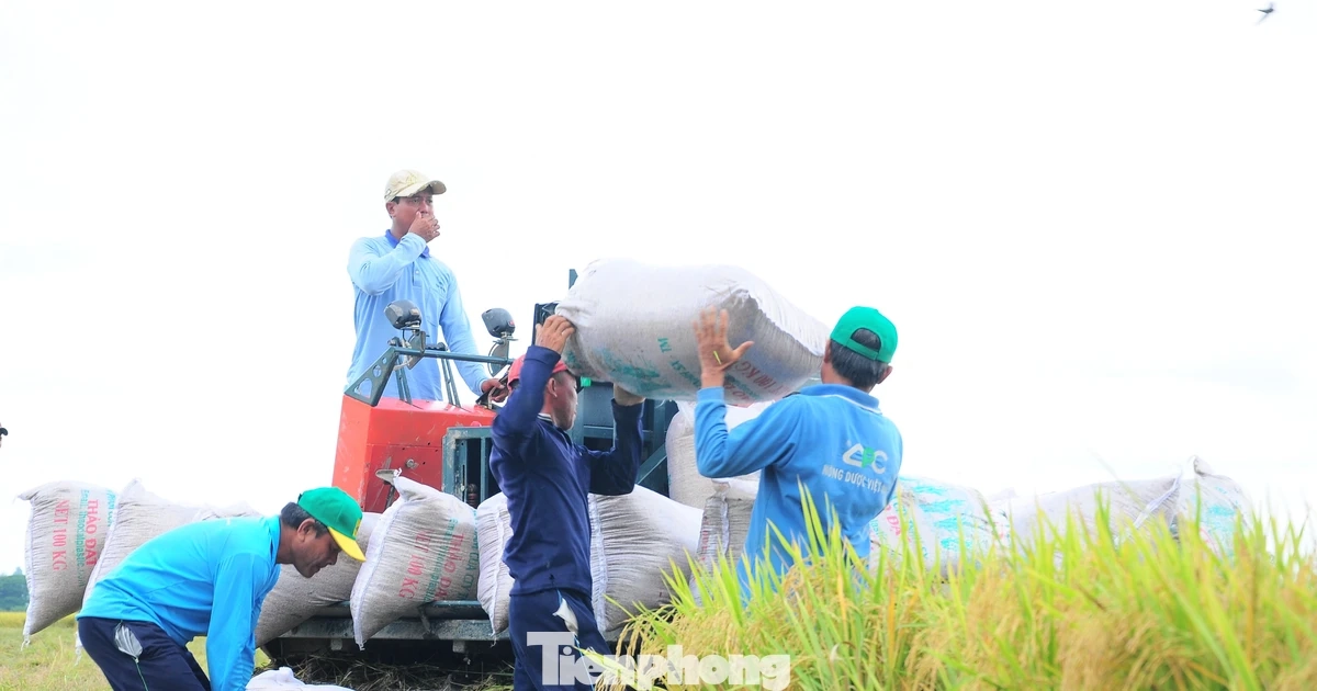 Vì sao vựa nông sản lớn nhất Việt Nam "đứt gãy" chuỗi giá trị?