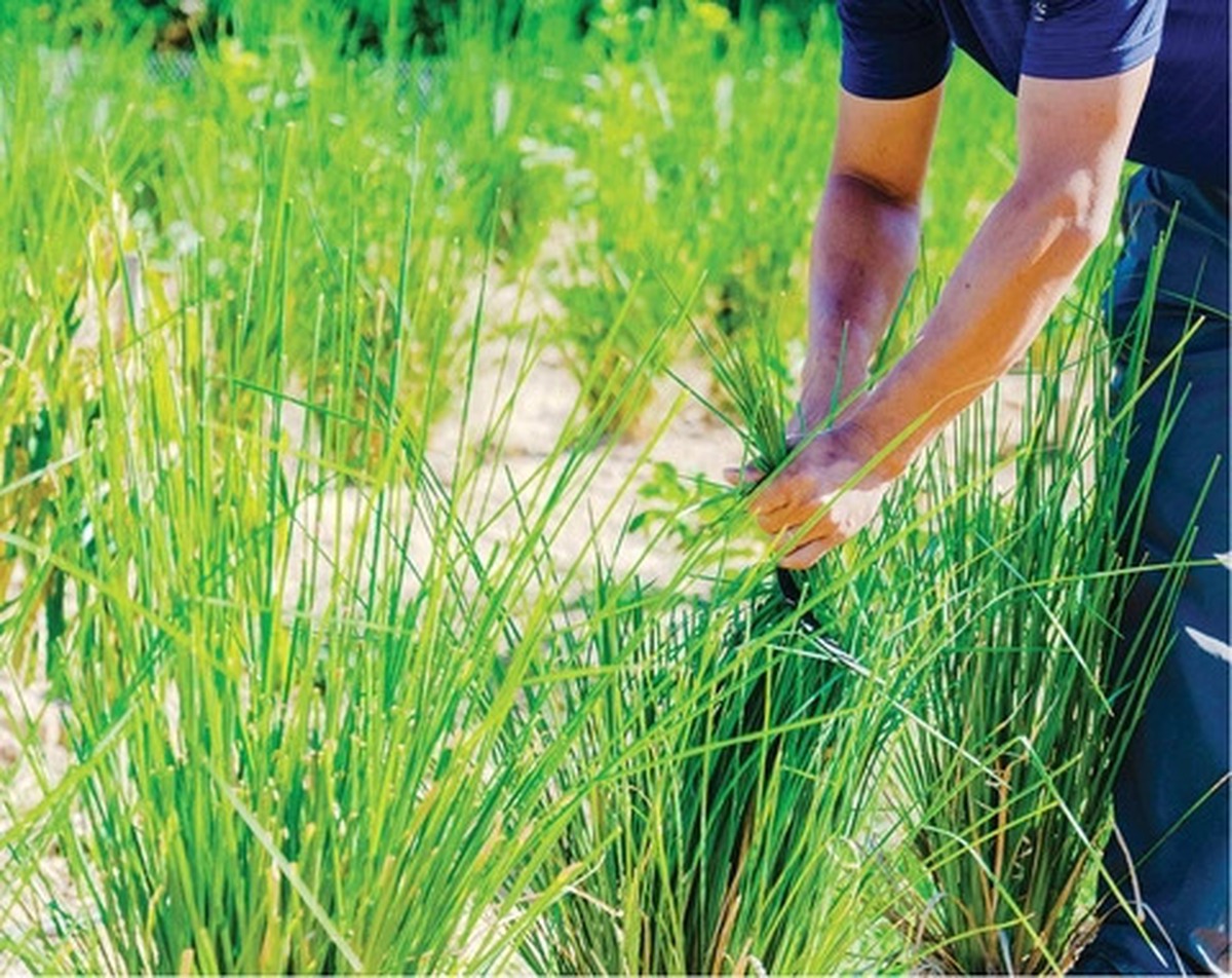 Loài cỏ dại tại Việt Nam chống sạt lở bất ngờ giúp giảm gần 75% lượng chì trong đất ô nhiễm