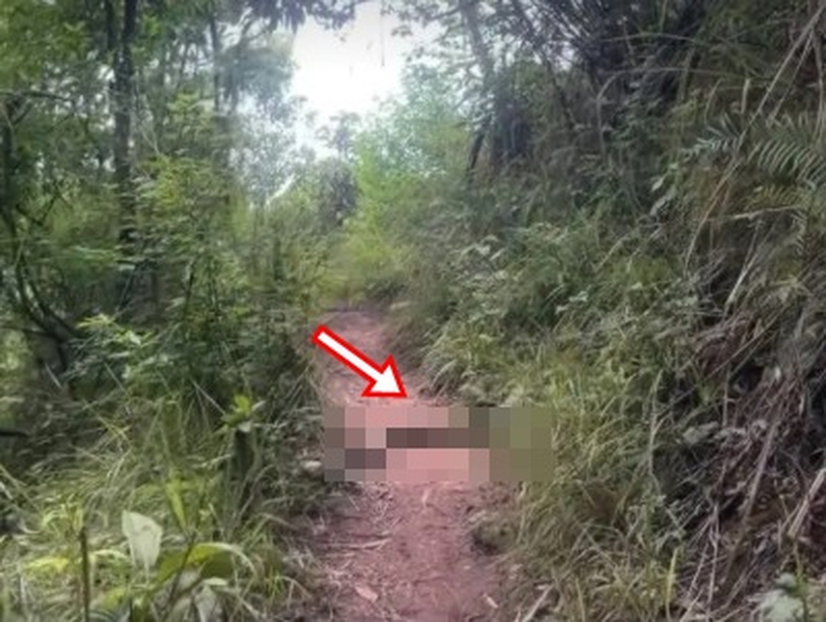 Đang leo núi, du khách giật mình thấy "quái vật" dài hàng mét chắn ngang đường: Chuyên gia lập tức có mặt