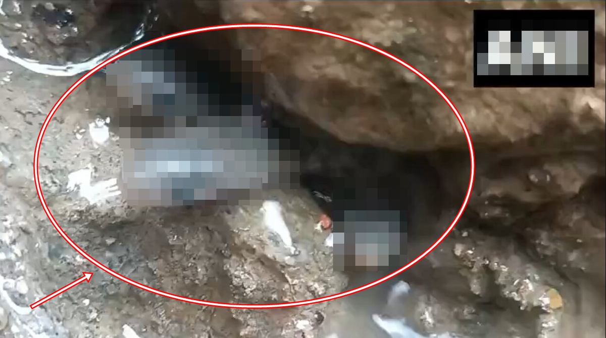 Liều thò tay vào khe hẹp trong nhà mới, người đàn ông liên tiếp kéo ra hơn 35 sinh vật: Ai cũng nổi da gà