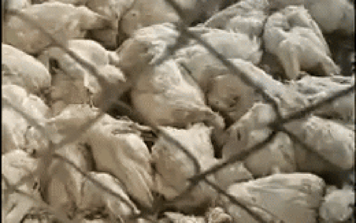 6.000 con gà chết nghi do mất điện, chủ đăng bài lên mạng xã hội nhờ "giải cứu", lý do phát hiện muộn