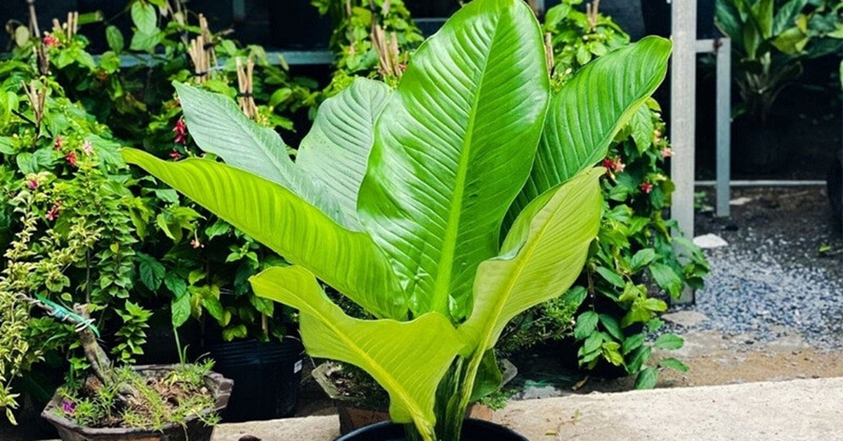 5 lợi ích khi trồng cây đại phú gia