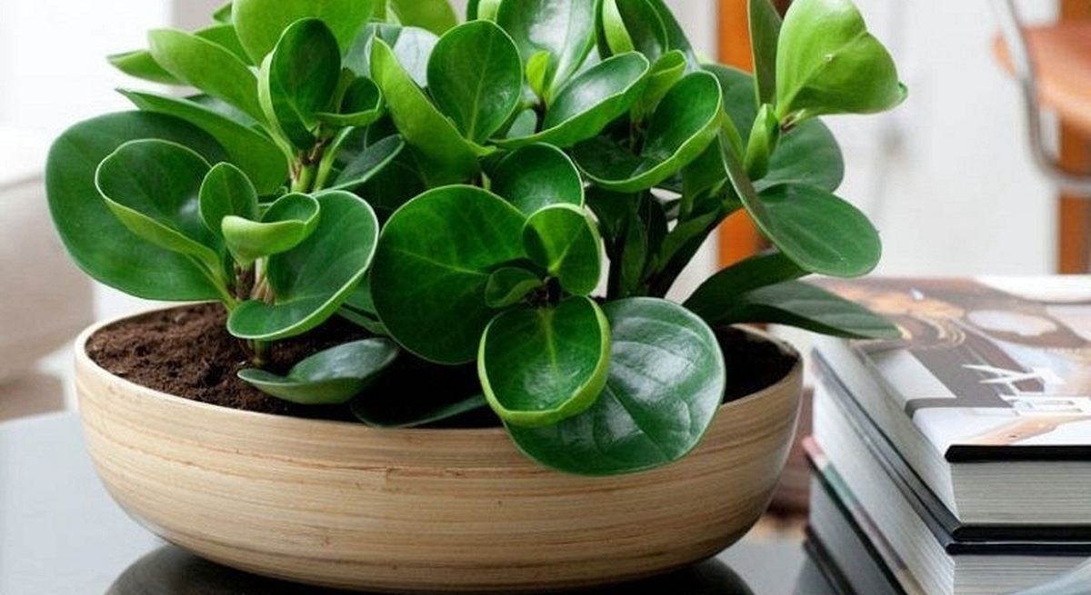 4 lời khuyên dành cho các gia đình đang trồng cây trường sinh