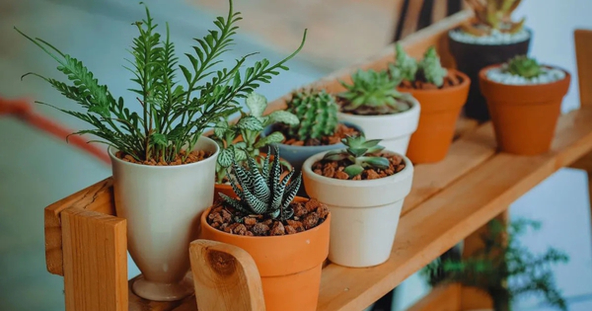 5 loại cây không nên trồng trong nhà