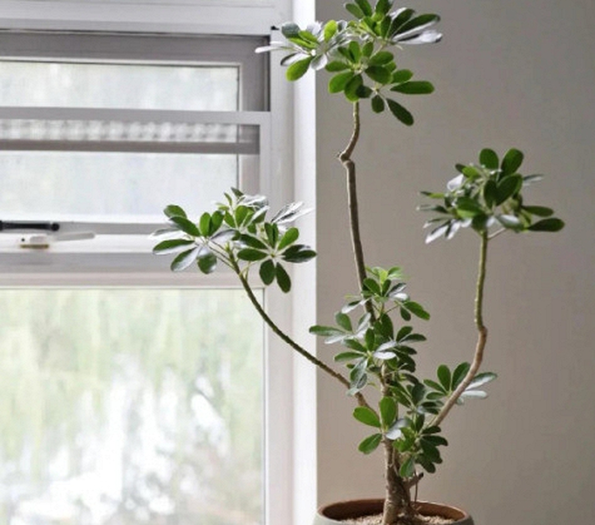 Người thông minh trồng cây không chọn bừa: Chỉ giữ 4 loại này trong nhà, lợi ích nhiều người chưa biết