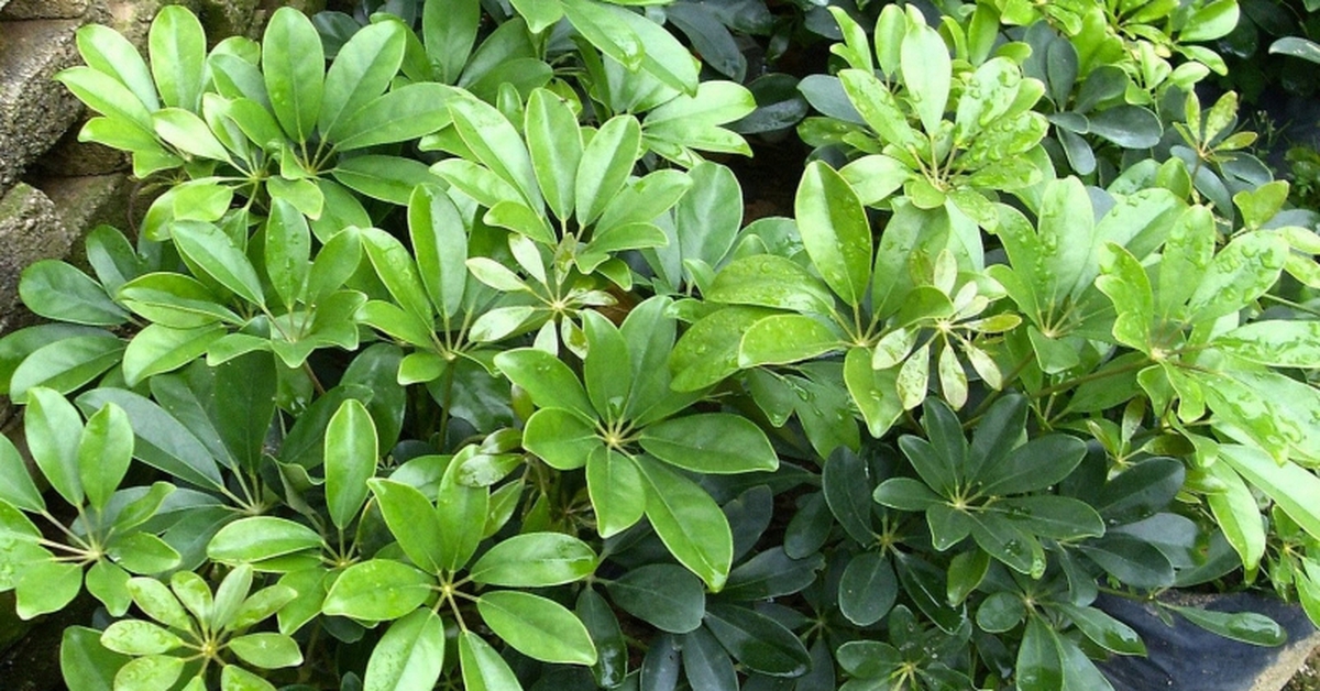 Công dụng của cây ngũ gia bì