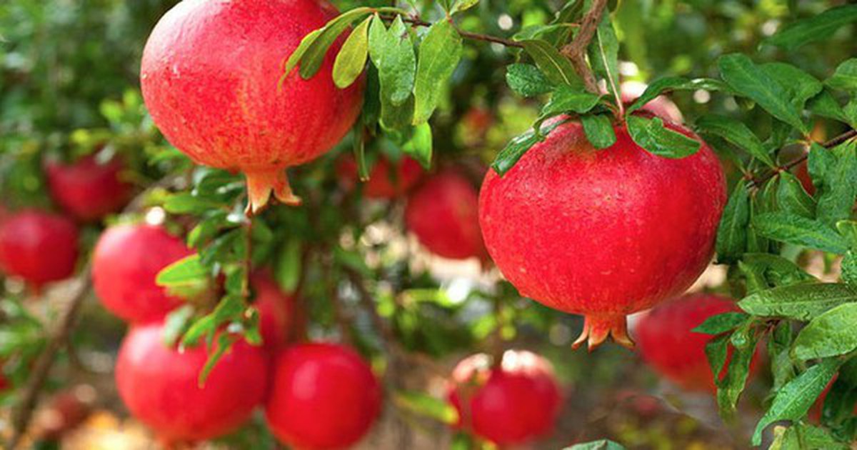 Vì sao người xưa thường trồng một cây lựu trước cổng?