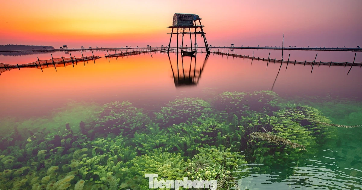 Khung cảnh "siêu thực" trên bãi biển nổi tiếng Hưng Yên