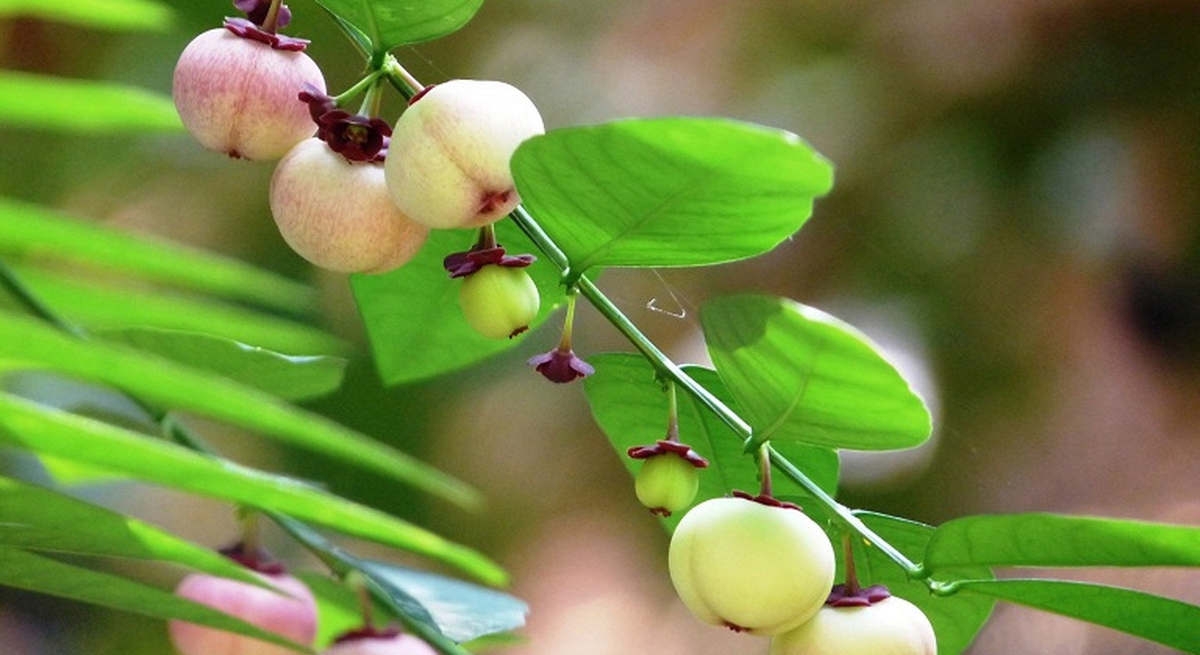 Công dụng của rau ngót