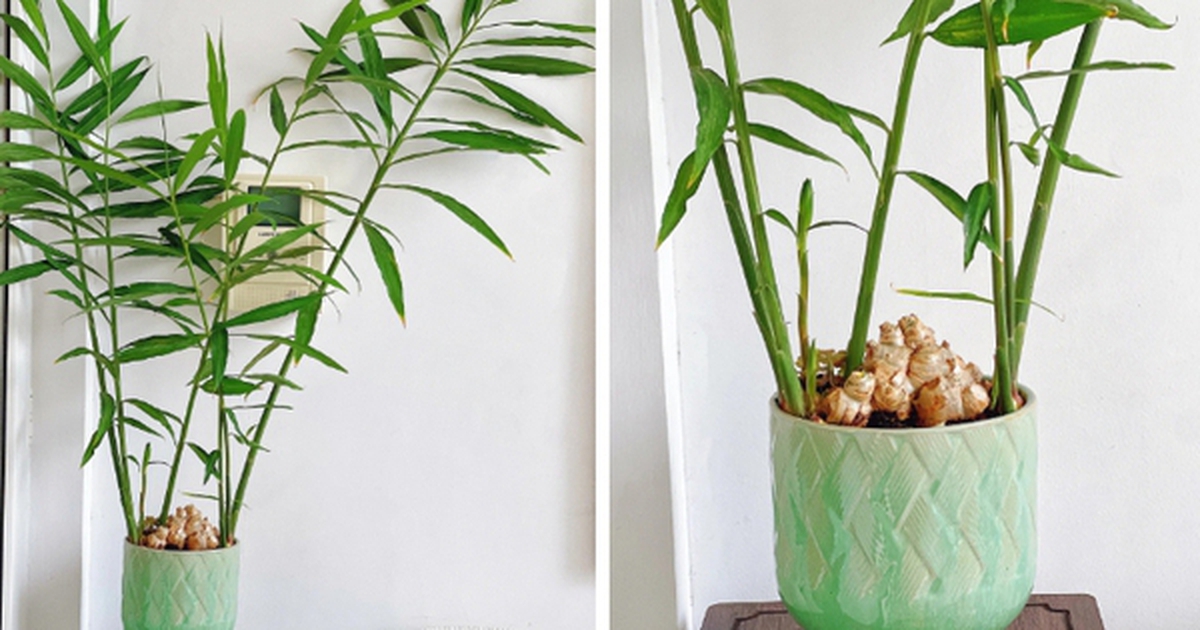 4 lý do vì sao bạn nên trồng cây gừng trong nhà