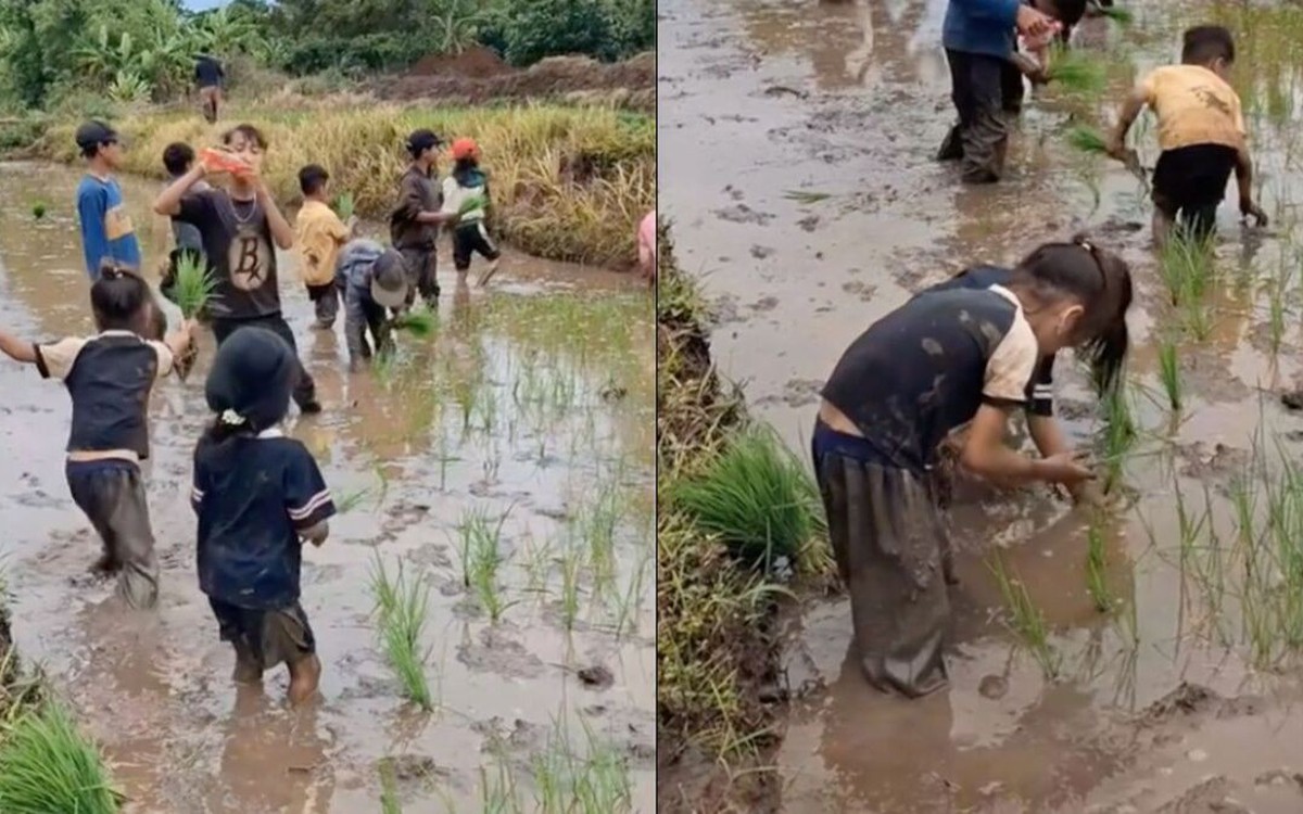 Xem "khối nghỉ hè" cấy lúa, dân mạng gọi là con nhà người ta trong truyền thuyết
