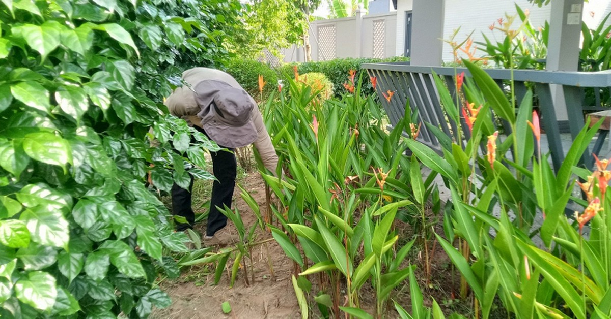 Lời khuyên để tránh rắn bò vào nhà