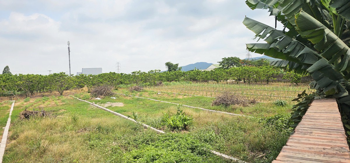 Quảng Ninh: 317 hồ sơ chuyển từ đất nông nghiệp sang đất ở, phường giải trình thế nào?