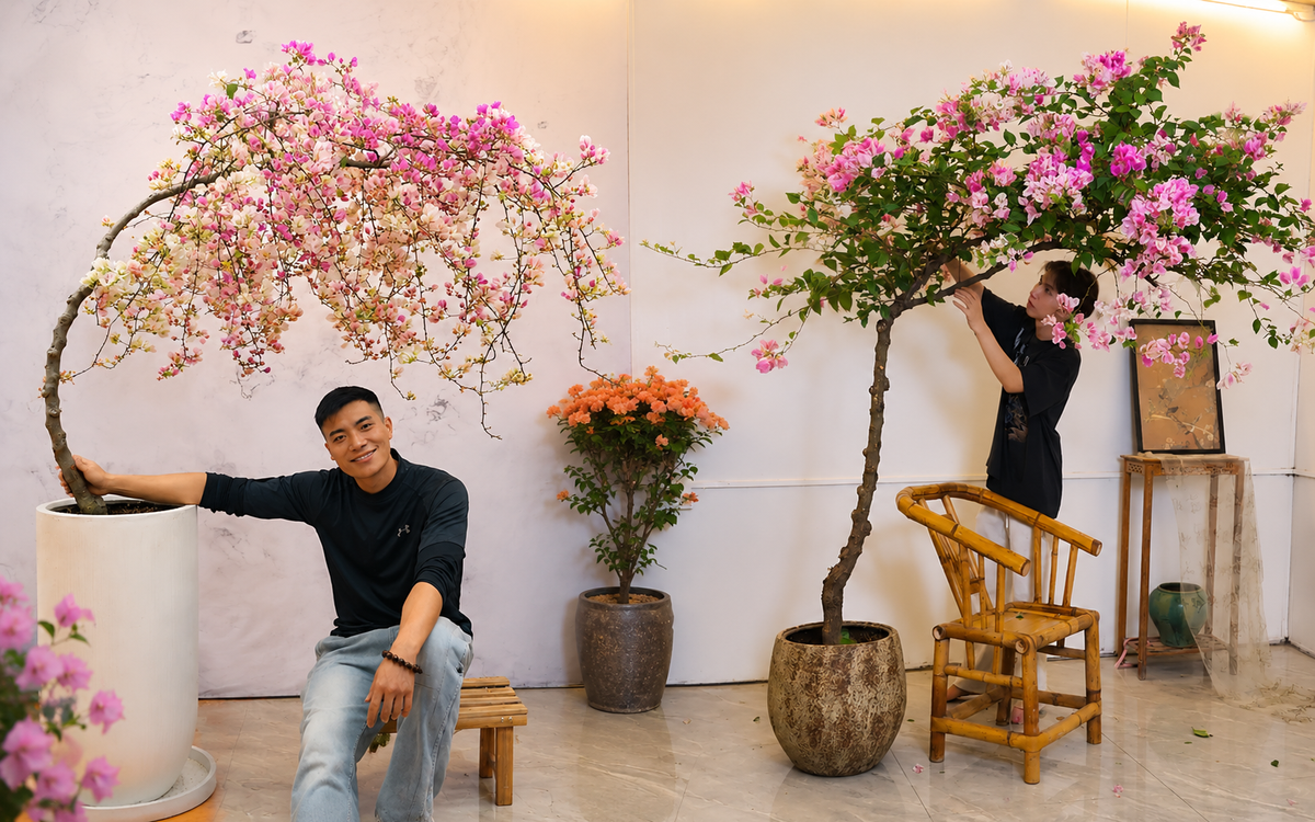 Từ chỗ phản đối chồng chi gần 11 triệu đồng mua cây hoa giấy, tôi lại thành người ngắm nó "800 lần mỗi ngày": Hóa ra có những thú chơi càng ngắm càng thấy đáng tiền