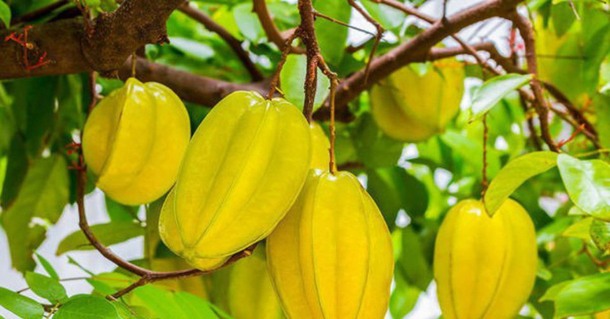 Trồng cây khế ở vị trí này, "hút" vượng khí, "rước" quý nhân tới nhà